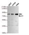 MutL Homolog 1 antibody, TA347003, Origene, Western Blot image 