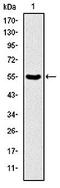 Glucosaminyl (N-Acetyl) Transferase 3, Mucin Type antibody, orb96764, Biorbyt, Western Blot image 