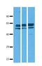 Solute Carrier Family 38 Member 9 antibody, NBP1-69235, Novus Biologicals, Western Blot image 