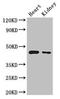 Pentatricopeptide Repeat Domain 2 antibody, orb35013, Biorbyt, Western Blot image 