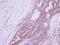 Deleted In Azoospermia 3 antibody, NBP2-16103, Novus Biologicals, Immunohistochemistry frozen image 