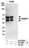Plasminogen activator inhibitor 1 RNA-binding protein antibody, A303-938A, Bethyl Labs, Immunoprecipitation image 