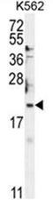 BTG Anti-Proliferation Factor 2 antibody, AP50404PU-N, Origene, Western Blot image 