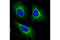 Cytokeratin Pan  antibody, 4545P, Cell Signaling Technology, Immunofluorescence image 