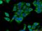 2-Hydroxyacyl-CoA Lyase 1 antibody, 15519-1-AP, Proteintech Group, Immunofluorescence image 