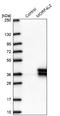 Mortality Factor 4 Like 2 antibody, NBP2-47370, Novus Biologicals, Western Blot image 