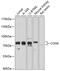 Conserved oligomeric Golgi complex subunit 6 antibody, GTX64872, GeneTex, Western Blot image 