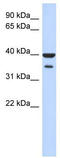 Zinc Finger Protein 785 antibody, TA345547, Origene, Western Blot image 