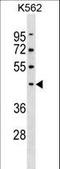 Pellino E3 Ubiquitin Protein Ligase 1 antibody, LS-C158570, Lifespan Biosciences, Western Blot image 