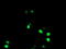 Non-POU Domain Containing Octamer Binding antibody, TA504777, Origene, Immunofluorescence image 