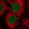 Chromosome 1 Open Reading Frame 109 antibody, PA5-55509, Invitrogen Antibodies, Immunofluorescence image 