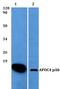 ECL antibody, PA5-75699, Invitrogen Antibodies, Western Blot image 