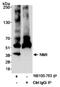 N-Myc And STAT Interactor antibody, NB100-763, Novus Biologicals, Immunoprecipitation image 