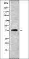 RNA binding protein fox-1 homolog 1 antibody, orb338028, Biorbyt, Western Blot image 