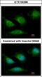 POLG antibody, GTX100398, GeneTex, Immunofluorescence image 