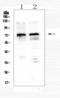 Midline 1 antibody, A01774-1, Boster Biological Technology, Western Blot image 