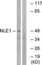 Notchless Homolog 1 antibody, TA315525, Origene, Western Blot image 