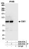 Chromosome Segregation 1 Like antibody, A300-473A, Bethyl Labs, Immunoprecipitation image 