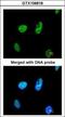 TatD DNase Domain Containing 1 antibody, GTX106818, GeneTex, Immunocytochemistry image 