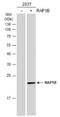 RAP1B, Member Of RAS Oncogene Family antibody, NBP2-20071, Novus Biologicals, Western Blot image 
