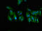 GNT1 antibody, LS-C679947, Lifespan Biosciences, Immunofluorescence image 