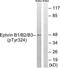 Ephrin B1 antibody, TA313788, Origene, Western Blot image 
