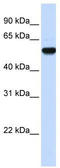 Eukaryotic Translation Elongation Factor 1 Alpha 2 antibody, TA346566, Origene, Western Blot image 