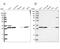 Replication Protein A2 antibody, NBP1-89524, Novus Biologicals, Western Blot image 