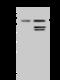 Sterol O-acyltransferase 1 antibody, 203411-T42, Sino Biological, Western Blot image 