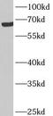 Ankyrin Repeat Domain 53 antibody, FNab00416, FineTest, Western Blot image 