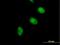 Cell Division Cycle Associated 5 antibody, H00113130-B01P, Novus Biologicals, Immunocytochemistry image 