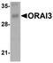 ORAI Calcium Release-Activated Calcium Modulator 3 antibody, TA320076, Origene, Western Blot image 