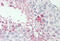Polyadenylate-binding protein 3 antibody, MBS248207, MyBioSource, Immunohistochemistry frozen image 