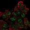 Elongin BC And Polycomb Repressive Complex 2 Associated Protein antibody, NBP2-58098, Novus Biologicals, Immunofluorescence image 