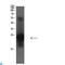 Cystatin C antibody, LS-C813199, Lifespan Biosciences, Western Blot image 