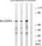Solute Carrier Family 22 Member 3 antibody, abx014685, Abbexa, Western Blot image 