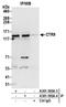 CTR9 Homolog, Paf1/RNA Polymerase II Complex Component antibody, A301-395A, Bethyl Labs, Immunoprecipitation image 