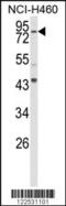 Spartin antibody, MBS9201810, MyBioSource, Western Blot image 