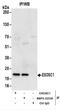 Exosome Component 1 antibody, NBP2-22239, Novus Biologicals, Immunoprecipitation image 