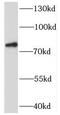 Synaptotagmin 17 antibody, FNab08459, FineTest, Western Blot image 