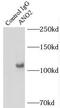 Anoctamin-2 antibody, FNab00442, FineTest, Immunoprecipitation image 