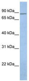 Potassium voltage-gated channel subfamily H member 7 antibody, TA338765, Origene, Western Blot image 