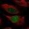 Histone-lysine N-methyltransferase MLL3 antibody, NBP2-57730, Novus Biologicals, Immunocytochemistry image 
