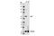 RAC-gamma serine/threonine-protein kinase antibody, 14293S, Cell Signaling Technology, Western Blot image 