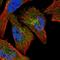Polycystic kidney disease protein 1-like 1 antibody, NBP1-87219, Novus Biologicals, Immunofluorescence image 