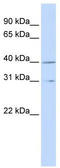 Cyclin H antibody, TA330173, Origene, Western Blot image 