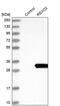 RNA Exonuclease 2 antibody, PA5-58396, Invitrogen Antibodies, Western Blot image 