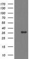 Monoglyceride Lipase antibody, TA502973, Origene, Western Blot image 