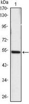 Sonic hedgehog protein antibody, LS-C171502, Lifespan Biosciences, Western Blot image 