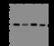 DES1 antibody, 207244-T36, Sino Biological, Western Blot image 